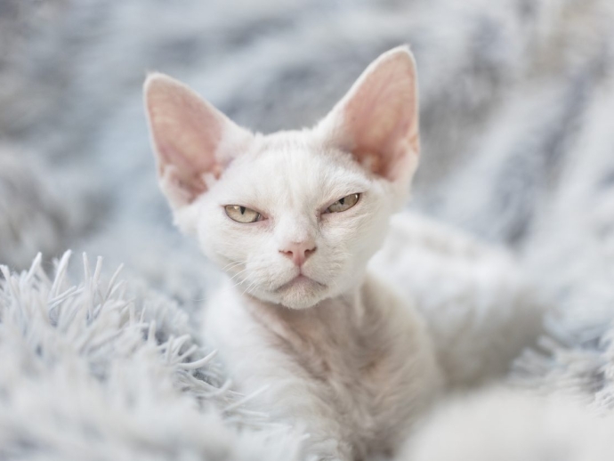 Top 10 Cat Breeds For Cat Lovers
